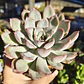 Echeveria Pink Line - Miniatura 2