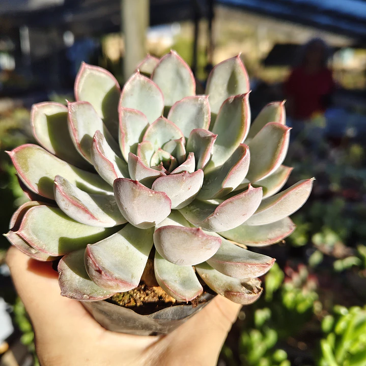 Echeveria Pink Line 3