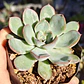 Echeveria Pink Line - Miniatura 4