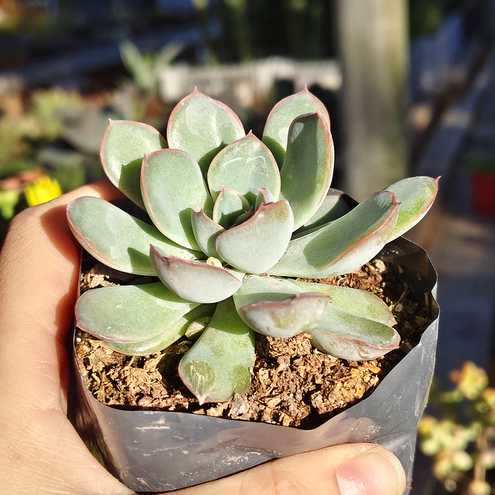 Echeveria Pink Line 5