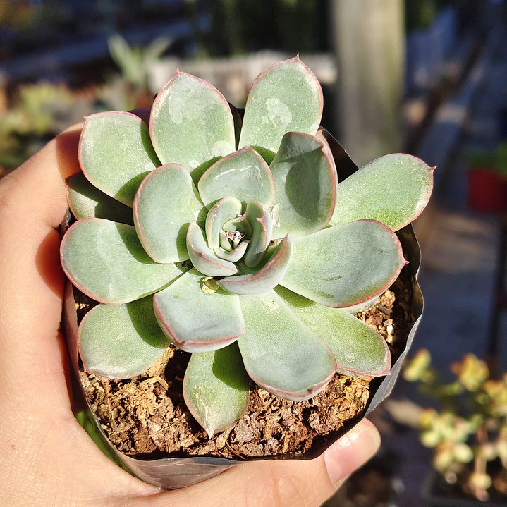 Echeveria Pink Line 6