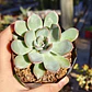 Echeveria Pink Line - Miniatura 6