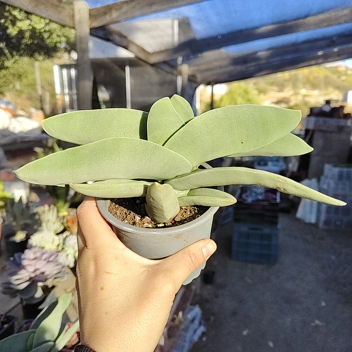 Crassula Falcata 2