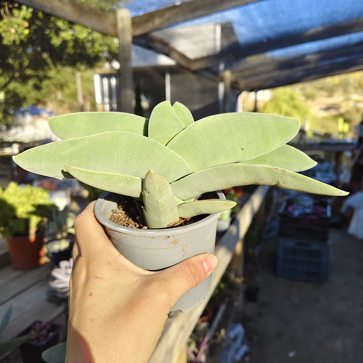 Crassula Falcata 1