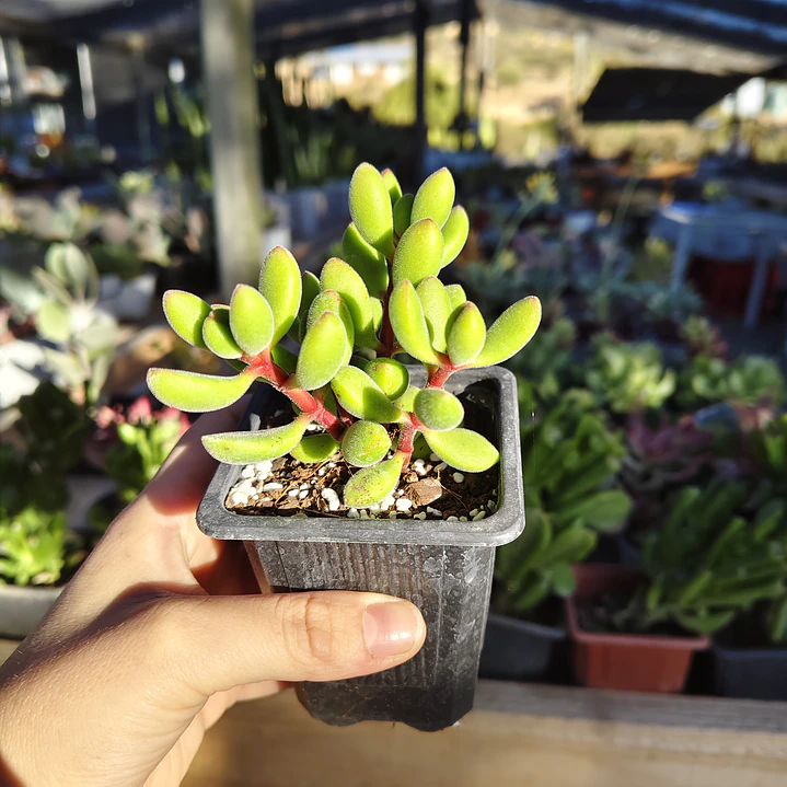 Crassula Rogersii 1