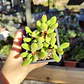 Crassula Rogersii - Miniatura 2