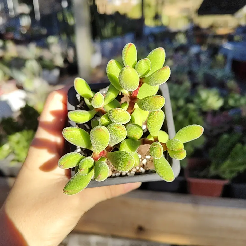 Crassula Rogersii 2