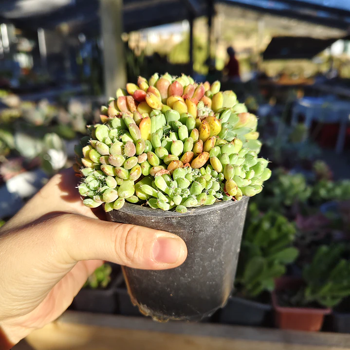 Echeveria setosa Deminuta 1