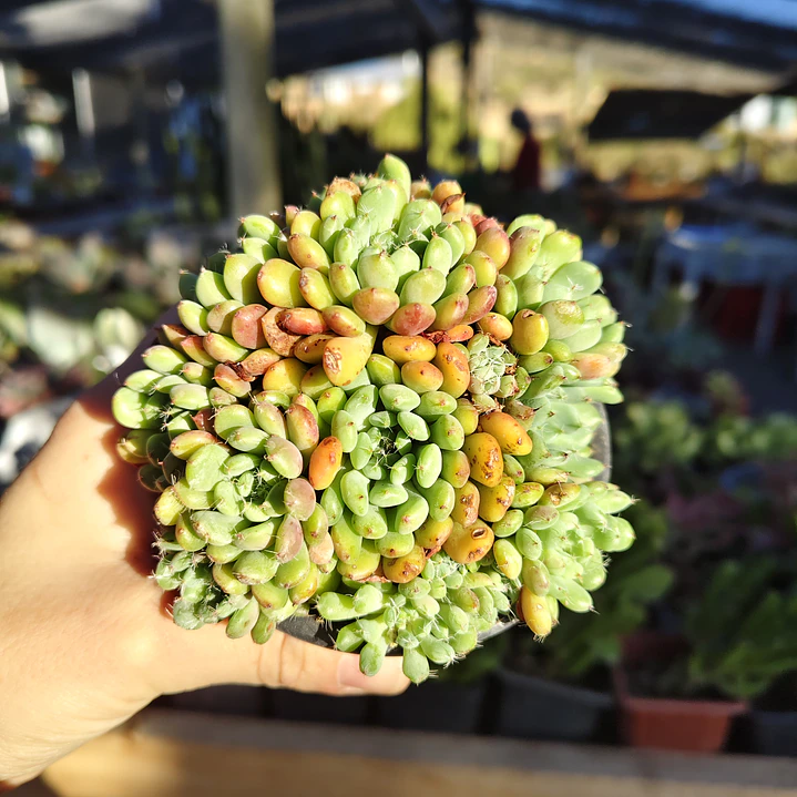 Echeveria setosa Deminuta 2