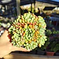 Echeveria setosa Deminuta - Miniatura 2