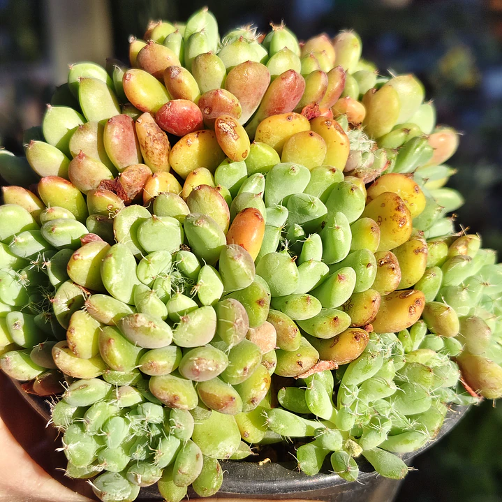 Echeveria setosa Deminuta 3