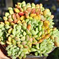 Echeveria setosa Deminuta - Miniatura 3