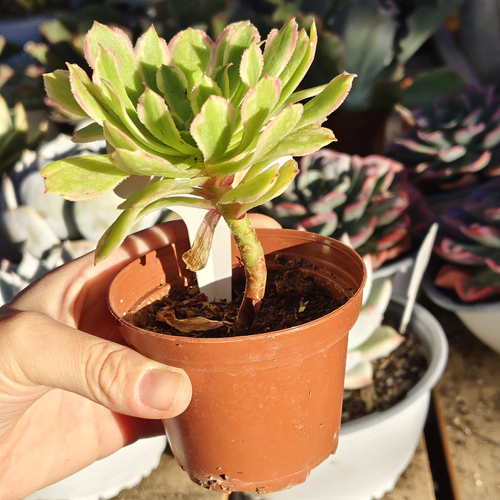 Aeonium Pink Daisy 2