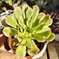 Aeonium Pink Daisy - Miniatura 3