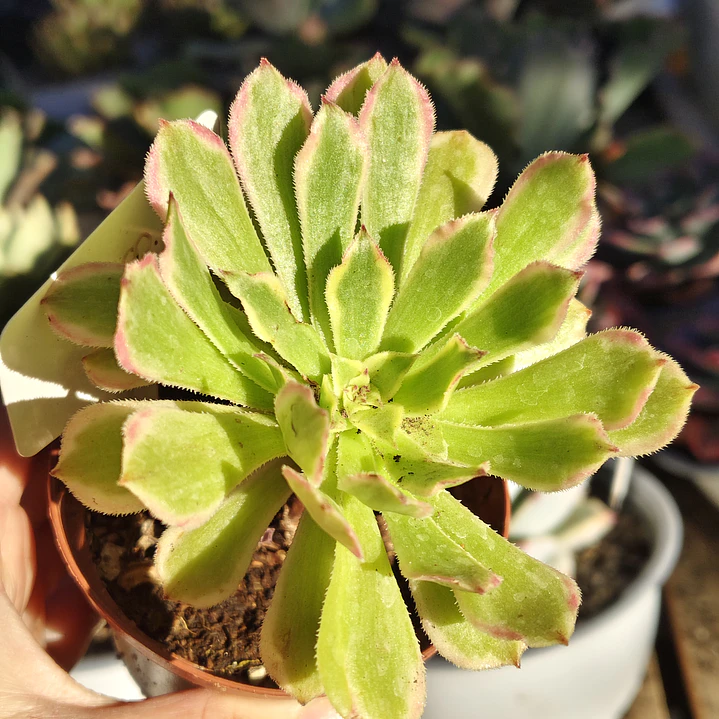 Aeonium Pink Daisy 1