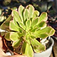 Aeonium Pink Daisy - Miniatura 1
