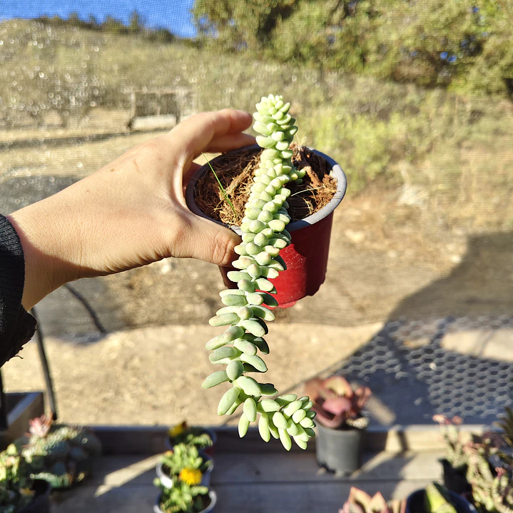 Sedum Burrito 1