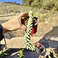 Sedum Burrito - Miniatura 1