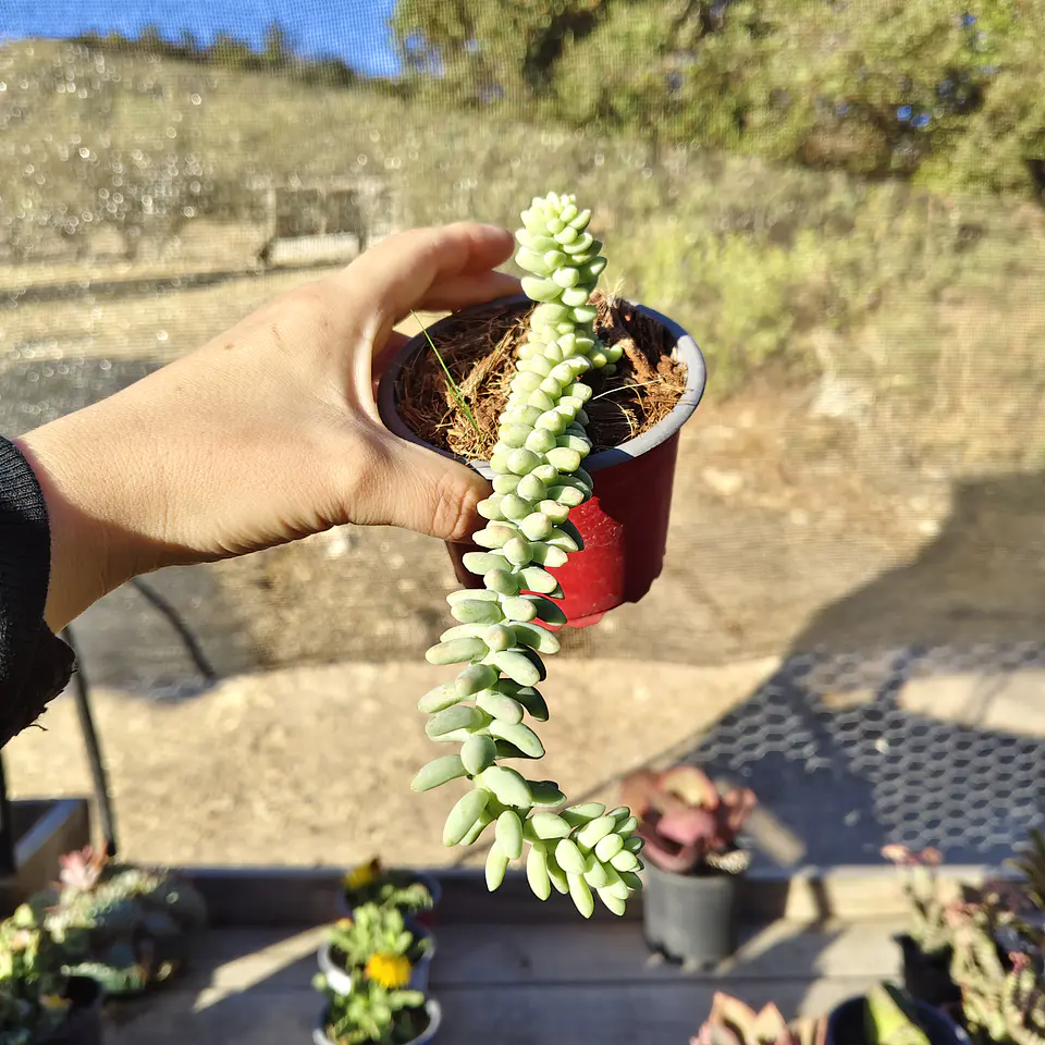 Sedum Burrito 1