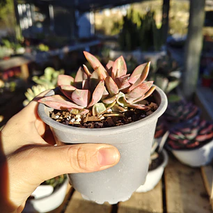 Graptoveria Duglas Huth
