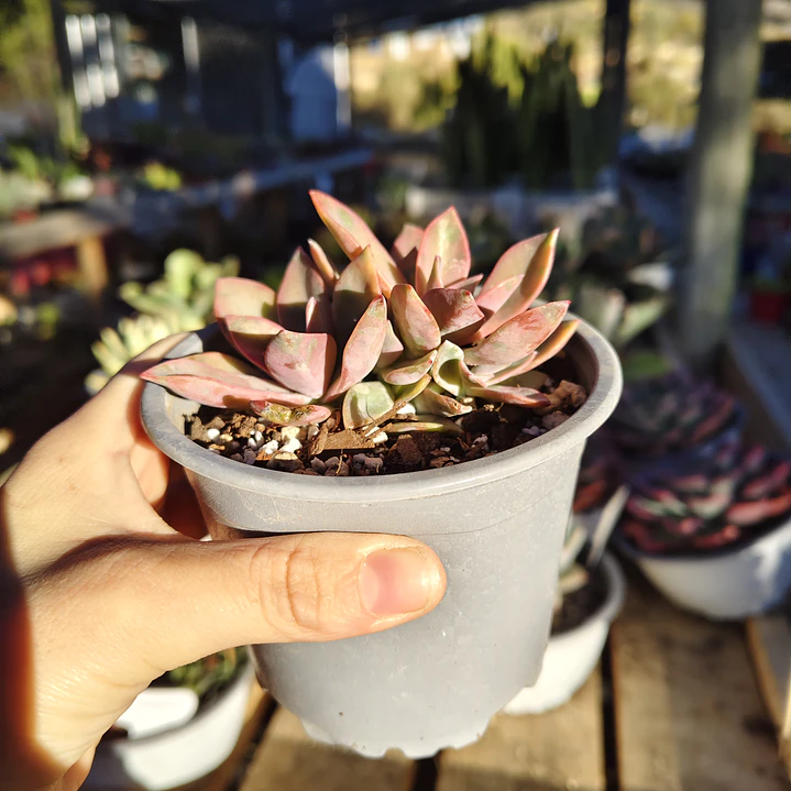 Graptoveria Duglas Huth 1