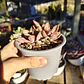 Graptoveria Duglas Huth - Miniatura 1