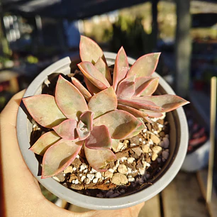 Graptoveria Duglas Huth