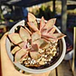 Graptoveria Duglas Huth - Miniatura 2