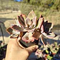 Graptoveria Duglas Huth - Miniatura 3