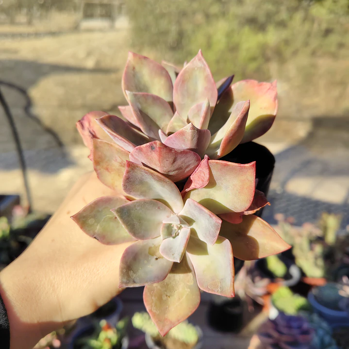 Graptoveria Duglas Huth 4