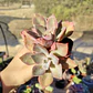 Graptoveria Duglas Huth - Miniatura 4