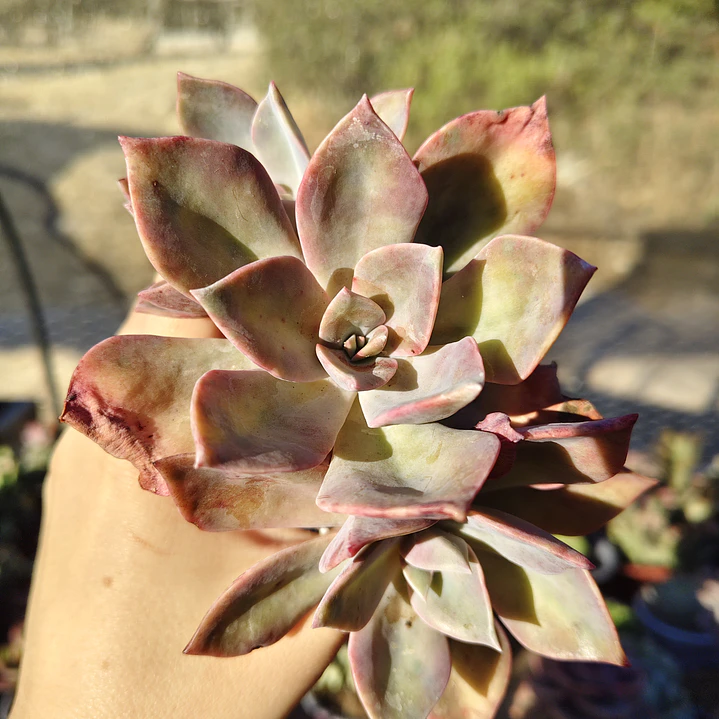 Graptoveria Duglas Huth 5