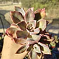Graptoveria Duglas Huth - Miniatura 5