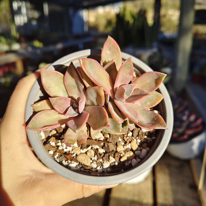 Graptoveria Duglas Huth 6