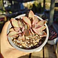 Graptoveria Duglas Huth - Miniatura 6