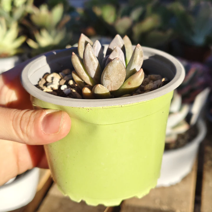 Sedeveria lilac mist  3