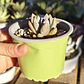 Sedeveria lilac mist  - Miniatura 3