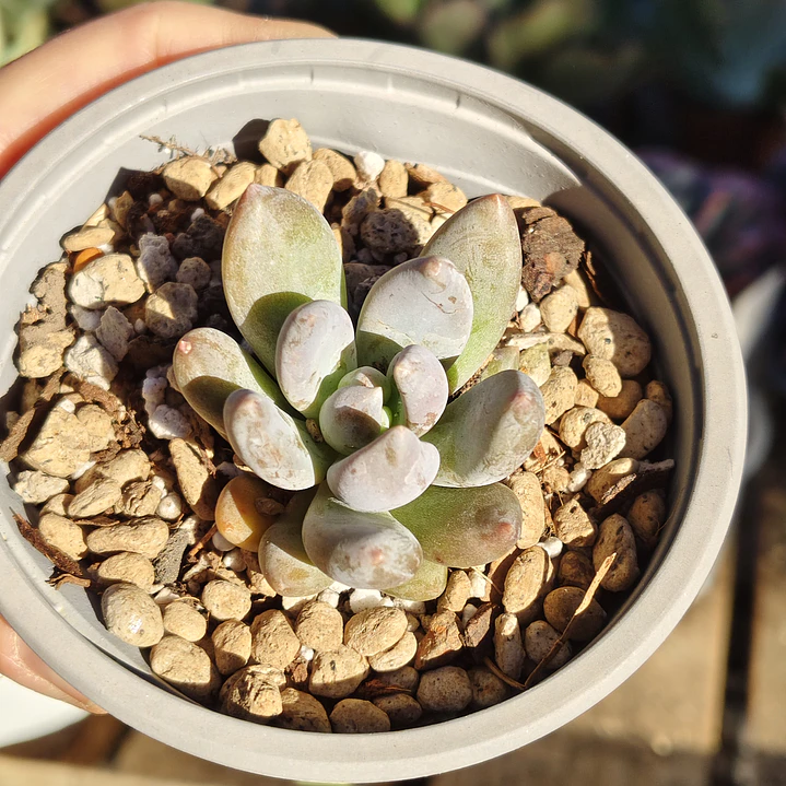 Sedeveria lilac mist  4