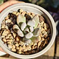 Sedeveria lilac mist  - Miniatura 4
