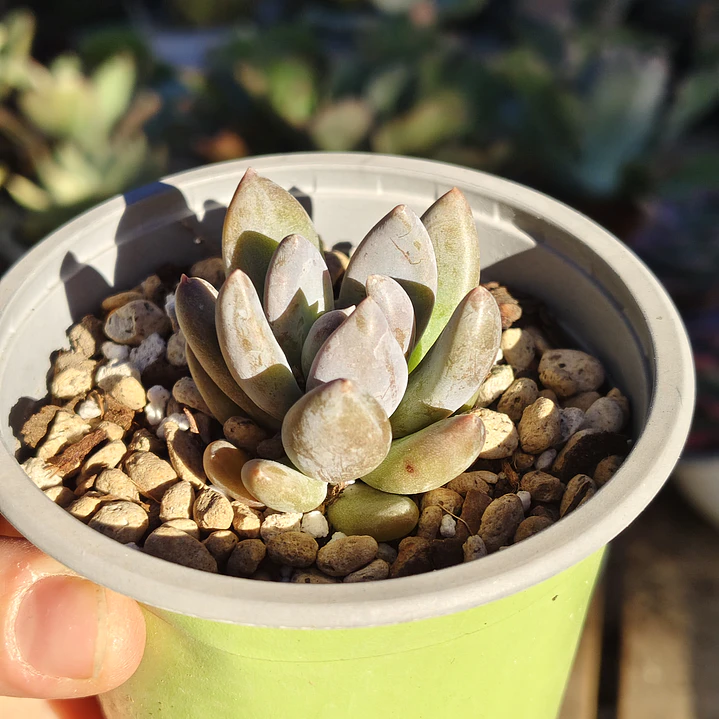 Sedeveria lilac mist  2
