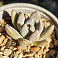 Sedeveria lilac mist  - Miniatura 1