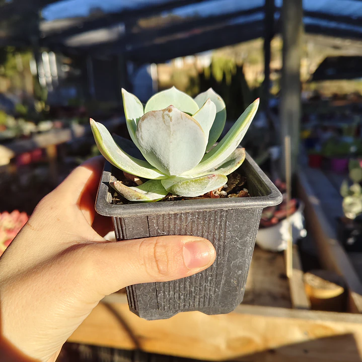 Echeveria Hakuhou 2