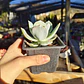 Echeveria Hakuhou - Miniatura 2