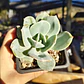 Echeveria Hakuhou - Miniatura 3