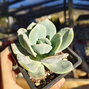 Echeveria Hakuhou