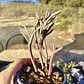 Crassula muscosa Variegada - Miniatura 1