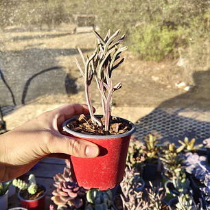 Crassula muscosa Variegada