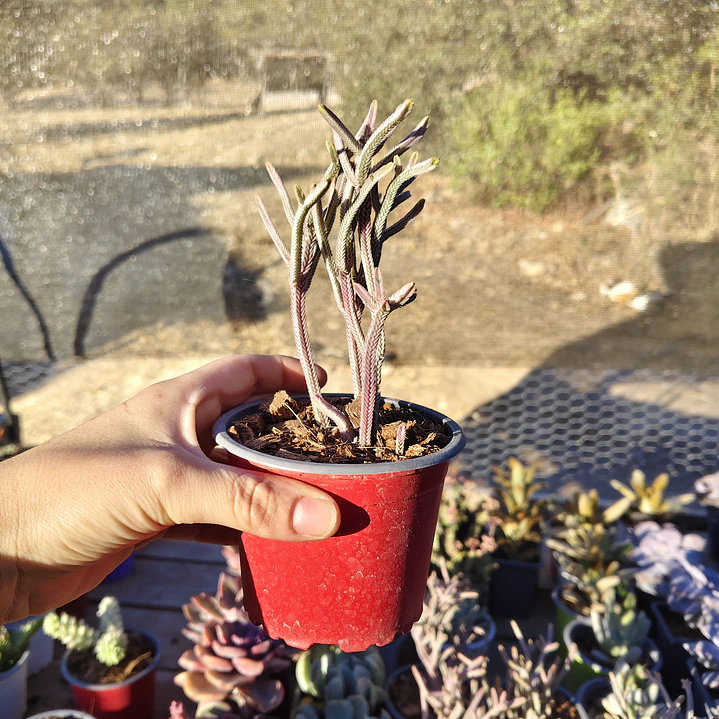 Crassula muscosa Variegada 2