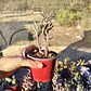 Crassula muscosa Variegada - Miniatura 2