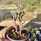 Crassula muscosa Variegada - Miniatura 3